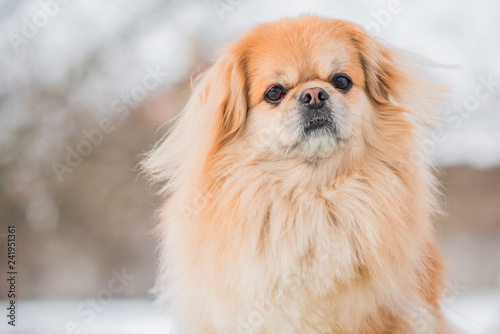 Fototapeta Naklejka Na Ścianę i Meble -  Nice golden dog of tibetan spaniel breed, metis. Life of pets, cute dog on a walk