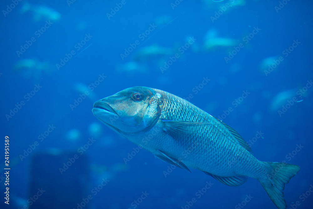 Lot of different fishes swim in the Oceanarium. Lot of different fishes swim in the Oceanarium.