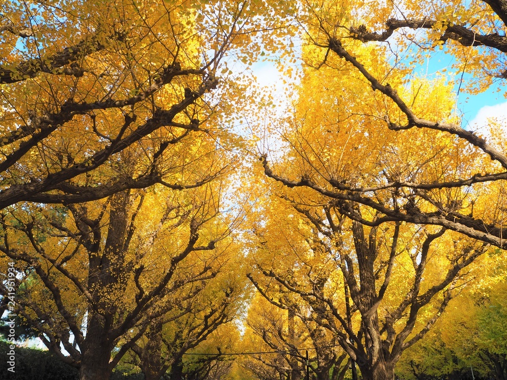 the autumn leaves in Japan
