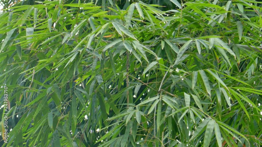 Animated bamboo leaves In the natural wind Animated bamboo leaves In the natural wind