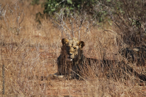lion.Tsavo West.Kenya