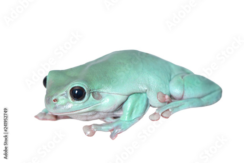 Green tree frog, White's tree frog, or dumpy tree frog (Litoria caerulea) climbing on a white background
