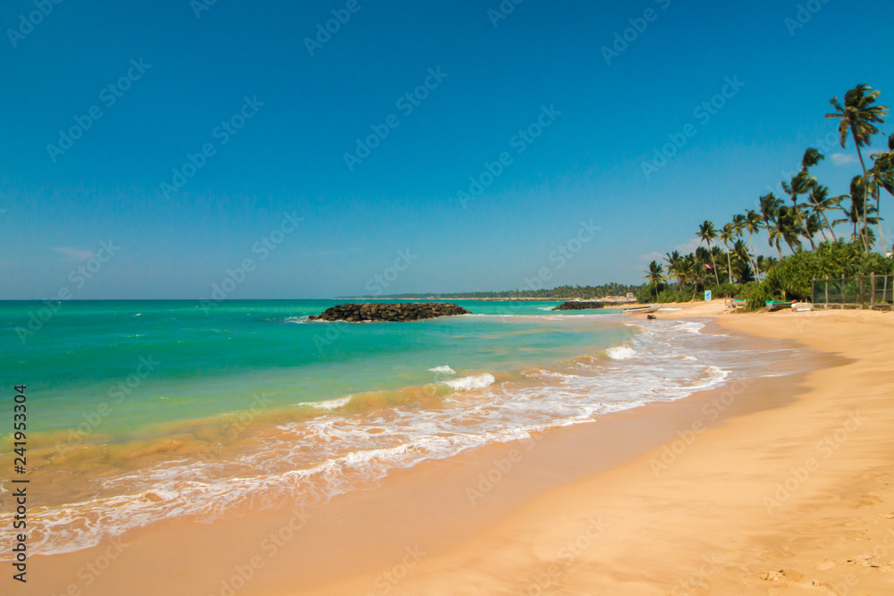 Untouched tropical beach with palms, sandy tropical exotic beach in Sri-Lanka