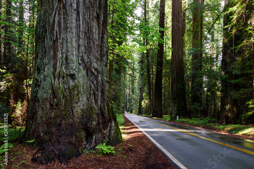 Road through the huge Redwood National Park, California