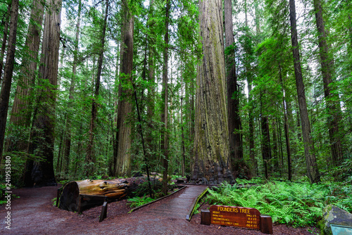 Founders Tree, Humboldt Redwoods State Park, Redwood National Park, California photo