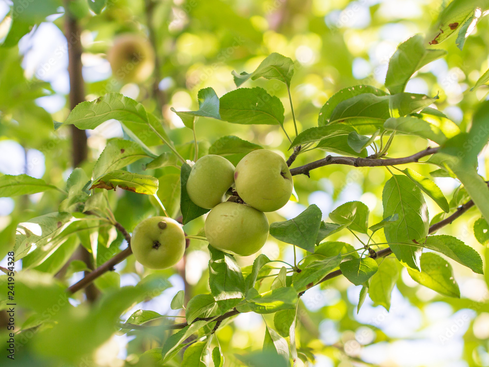 Ripe apples on the branches of a tree