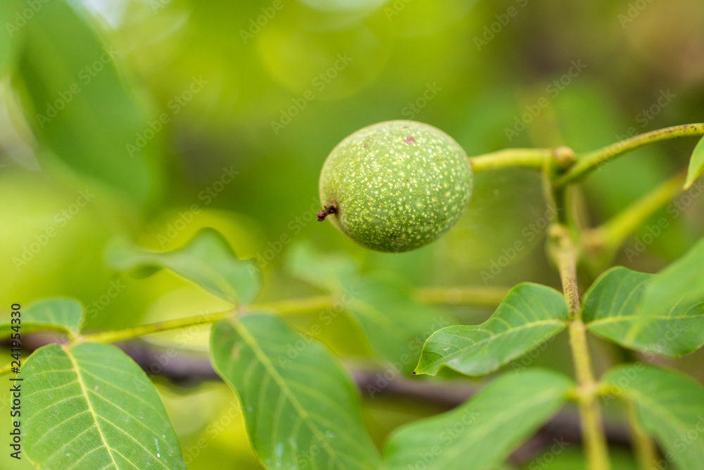 Green walnuts on the branches of a tree
