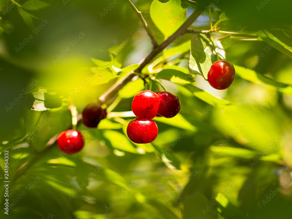 Obraz premium Red ripe cherry on the branches of a tree