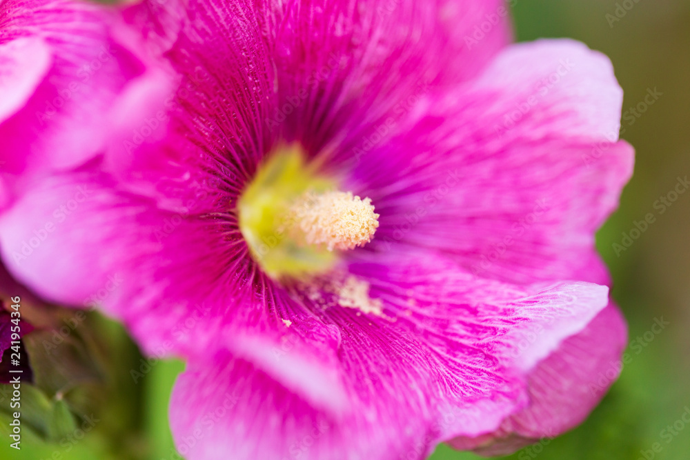 Beautiful red flower in nature Beautiful red flower in nature