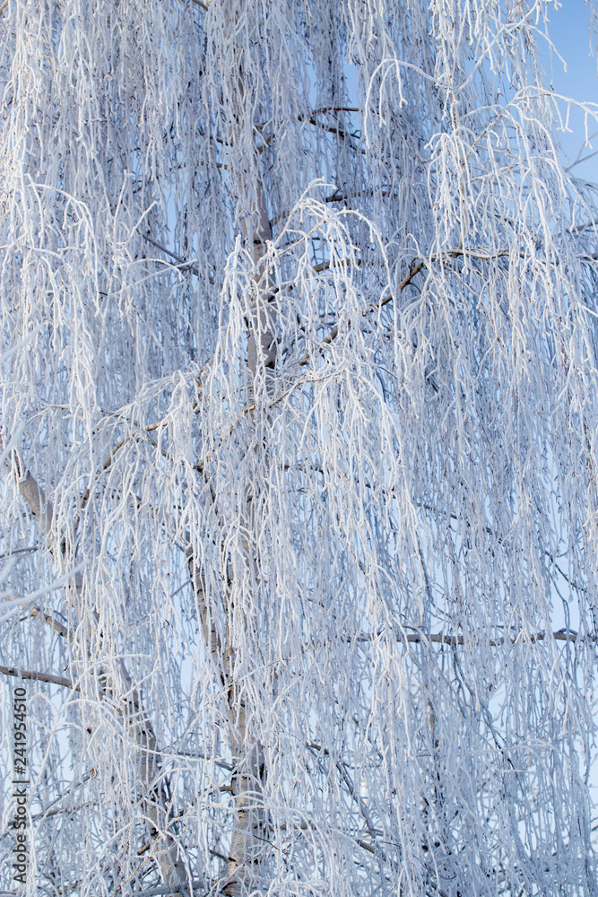 Fototapeta premium Frozen branches on a tree against a blue sky