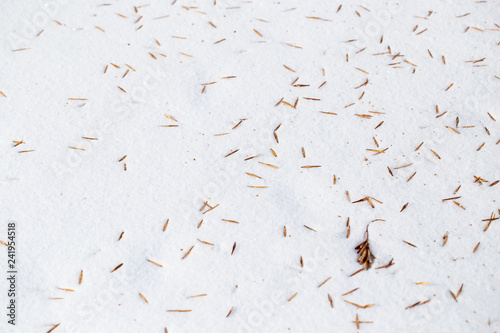 Seeds from a tree on white snow as a background