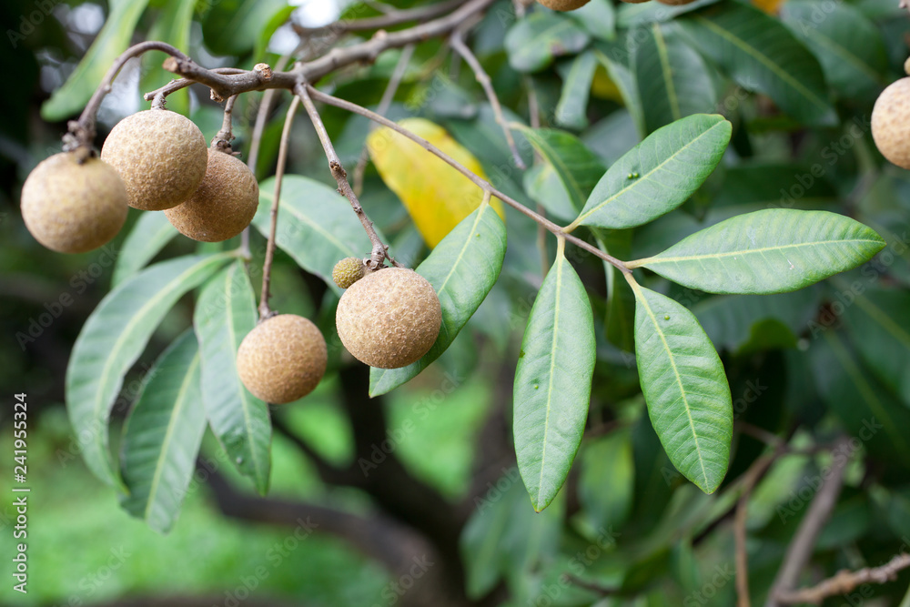 Obraz premium walnuts on tree