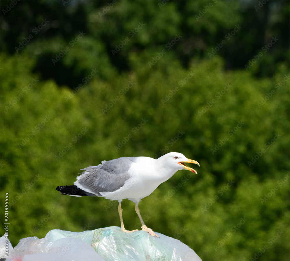 Seagull sit on the plastic in the dump rubbish Seagull sit on the plastic in the dump rubbish