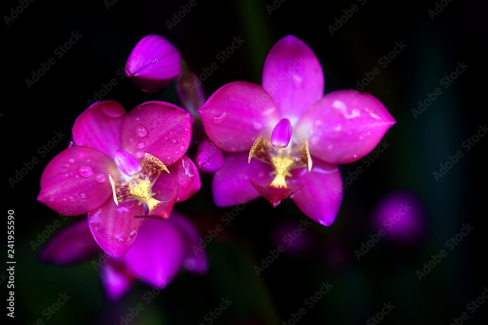 Beautiful purple pink orchid flower with blurred dark background. Beautiful purple pink orchid flower with blurred dark background.
