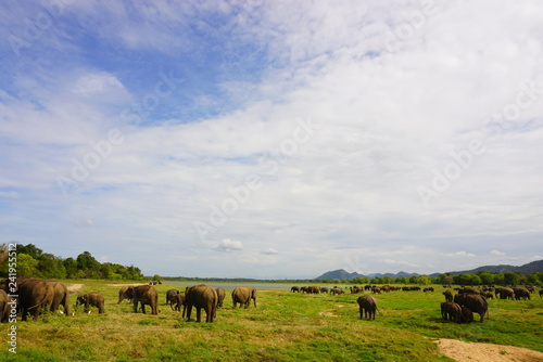 スリランカのミンネリア国立公園でサファリ © RIE