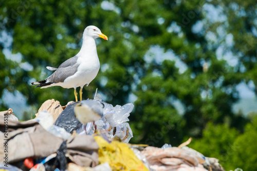 Seagull sit on the plastic in the dump rubbish