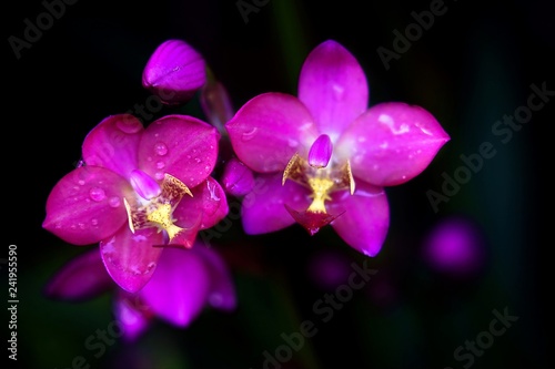 Beautiful purple pink orchid flower with blurred dark background.