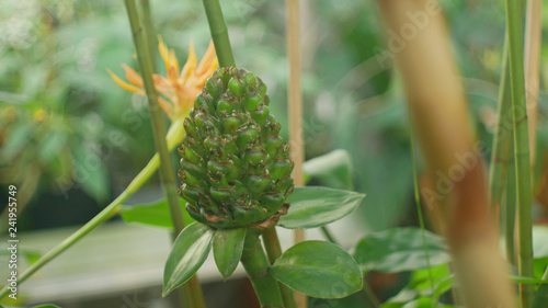 Tropical ginger Hedychium from Borneo, before flowering plant whose rhizome and root , flower of beautiful white flower bloom, greenhouse cultivation to conserve the genofond photo