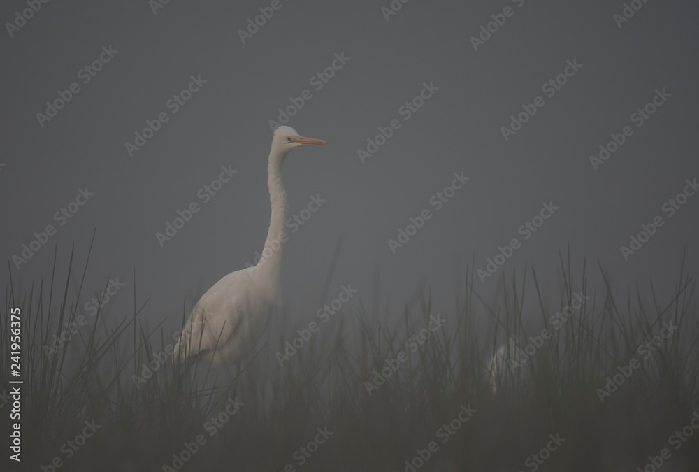 Obraz premium Great Egret in misty Morning