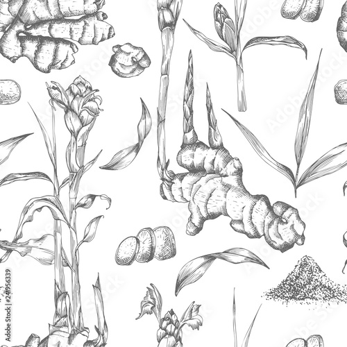 Seamless pattern hand drawn of Ginger roots, lives and flowers in black color isolated on white background. Retro vintage graphic design. botanical sketch drawing, engraving style