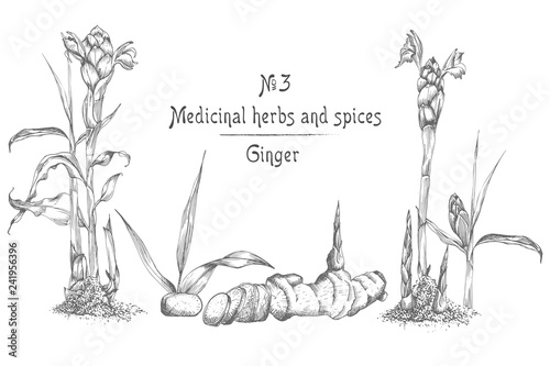 Set hand drawn of Ginger roots, lives and flowers in black color isolated on white background. Retro vintage graphic design. botanical sketch drawing, engraving style