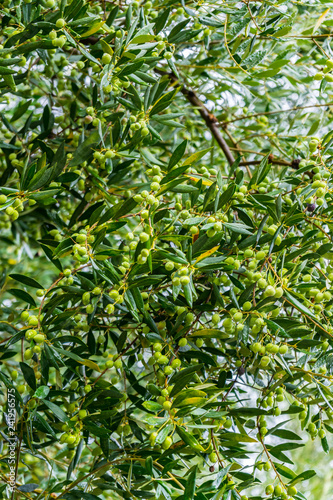 Wallpaper Mural Greece, Zakynthos, Olive tree branch full of many olives ready for harvest Torontodigital.ca
