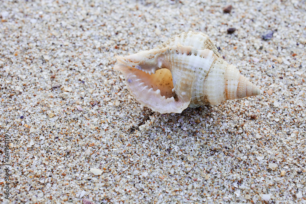 conch conch