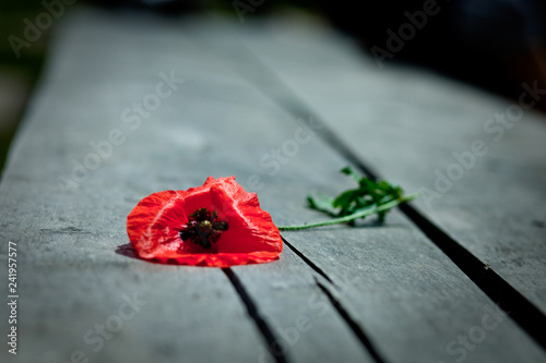 Red poppy flower on the old wood background
