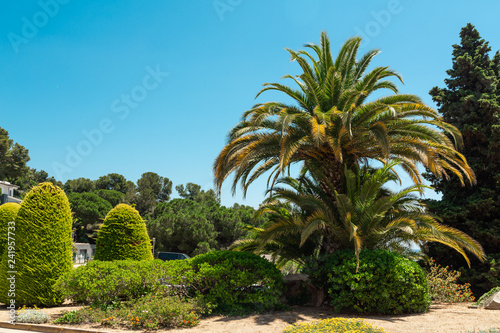 Green palm tree on blue sky background Copy space