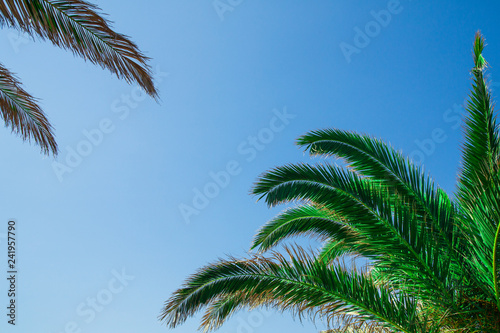 Green palm tree on blue sky background Copy space