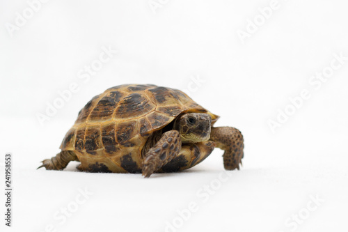 Turtle on a white backgroun