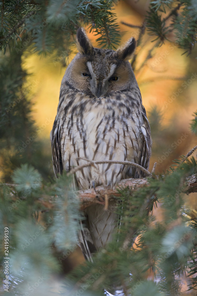 A long-eared owl (Asio otus) perched in the daytime in a garden in Berlin Germany. A long-eared owl (Asio otus) perched in the daytime in a garden in Berlin Germany.