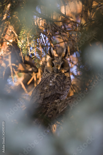  A long-eared owl (Asio otus) perched in the daytime in a garden in Berlin Germany. © Bouke