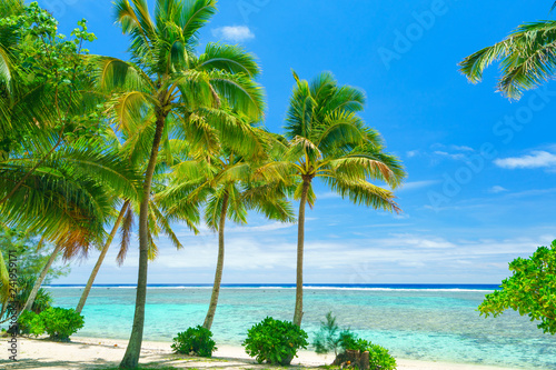 Fototapeta Naklejka Na Ścianę i Meble -  An idyllic beach with palm trees in Rarotonga in the Cook Islands