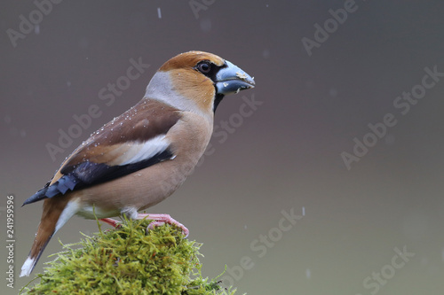 gros bec casse noyaux