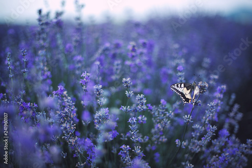 Lavender flowers with butterfly on field