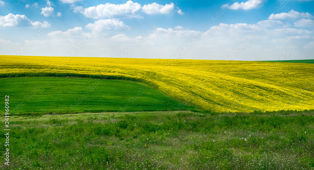 Obraz premium Spring colors with rape field and cloudy sky