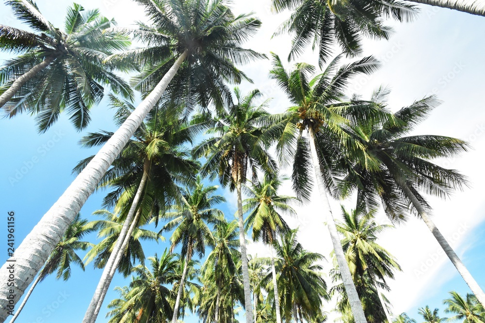 Fototapeta premium palm tree and blue sky