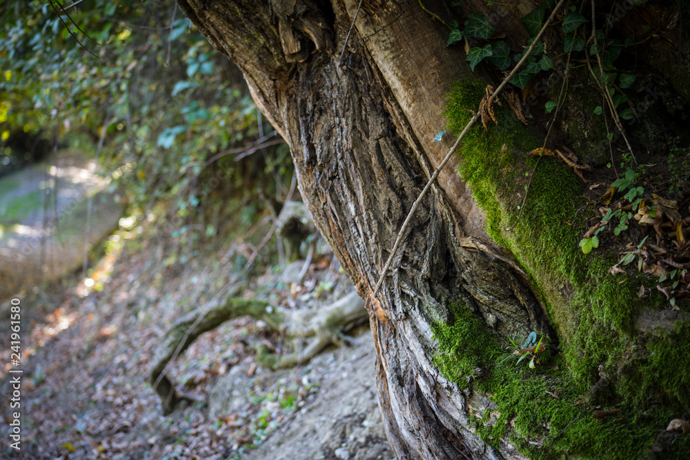 Cracked bark of the old tree overgrown with green moss in autumn forest. Selective focus. Azerbaijan Cracked bark of the old tree overgrown with green moss in autumn forest. Selective focus. Azerbaijan