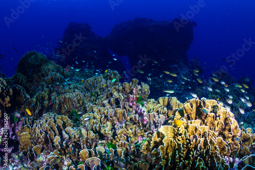 Delicate hard corals on a tropical coral reef at dusk