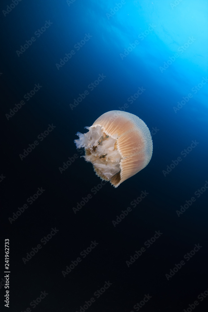 Large Jellyfish (Rhizostoma) floating in a blue, tropical ocean at sunset Large Jellyfish (Rhizostoma) floating in a blue, tropical ocean at sunset