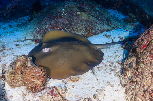 Large Pink Whipray on the sand at Koh Tachai island, Thailand photo