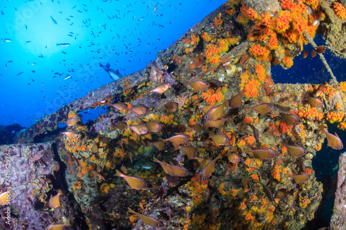 Beautiful schools of tropical fish swimming around an old  coral encrusted shipwreck