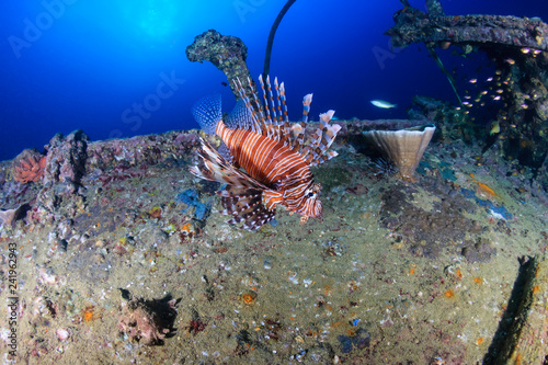 Beautiful colorful Lionfish swimming around an old underwater shipwreck at sunrise