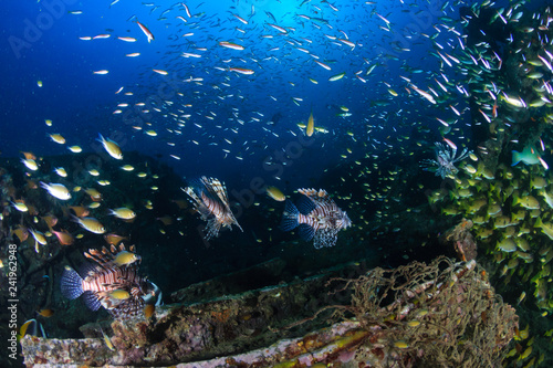 Predatory Lionfish and other tropical fish swim around an underwater shipwreck (Boonsung, Thailand)