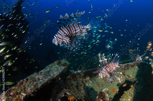A group of Lionfish hunting around an underwater shipwreck at dawn