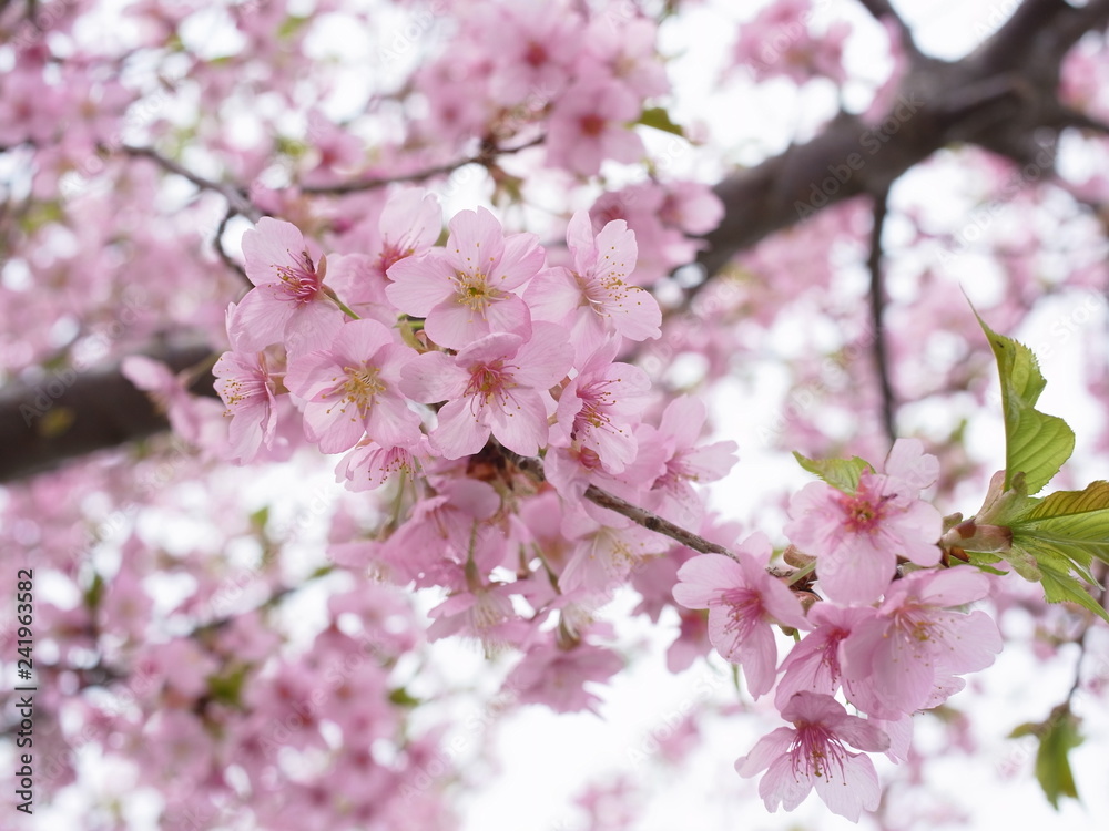 河津桜