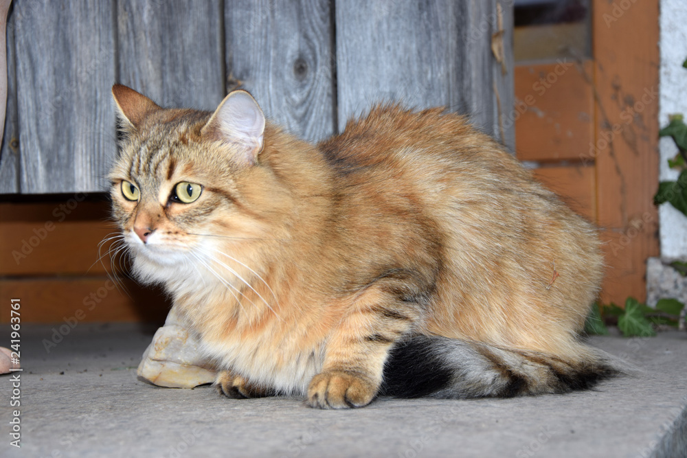 Sibirische Waldkatze Sibirische Waldkatze