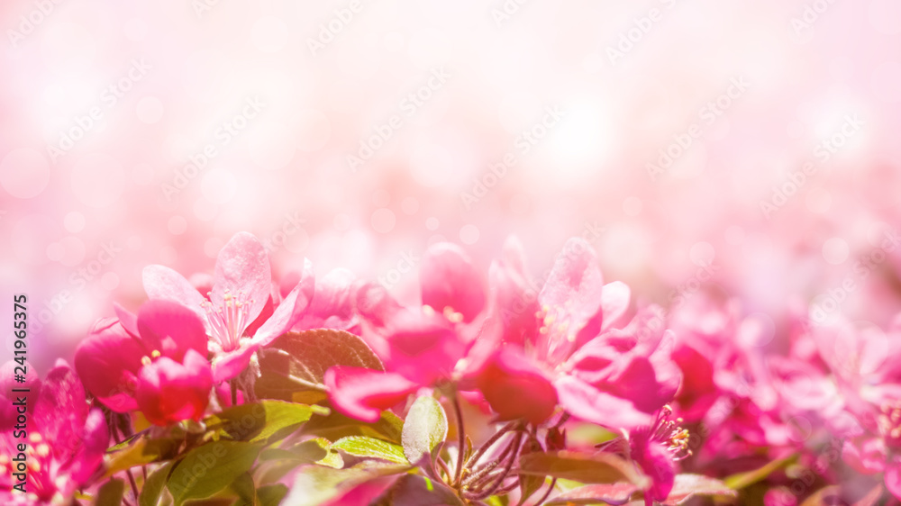 Spring background with pink blossom. Beautiful nature scene with blooming tree and sun