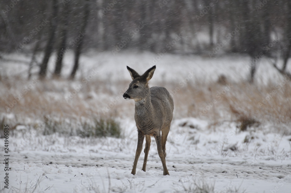 Naklejka premium Sarna zimą